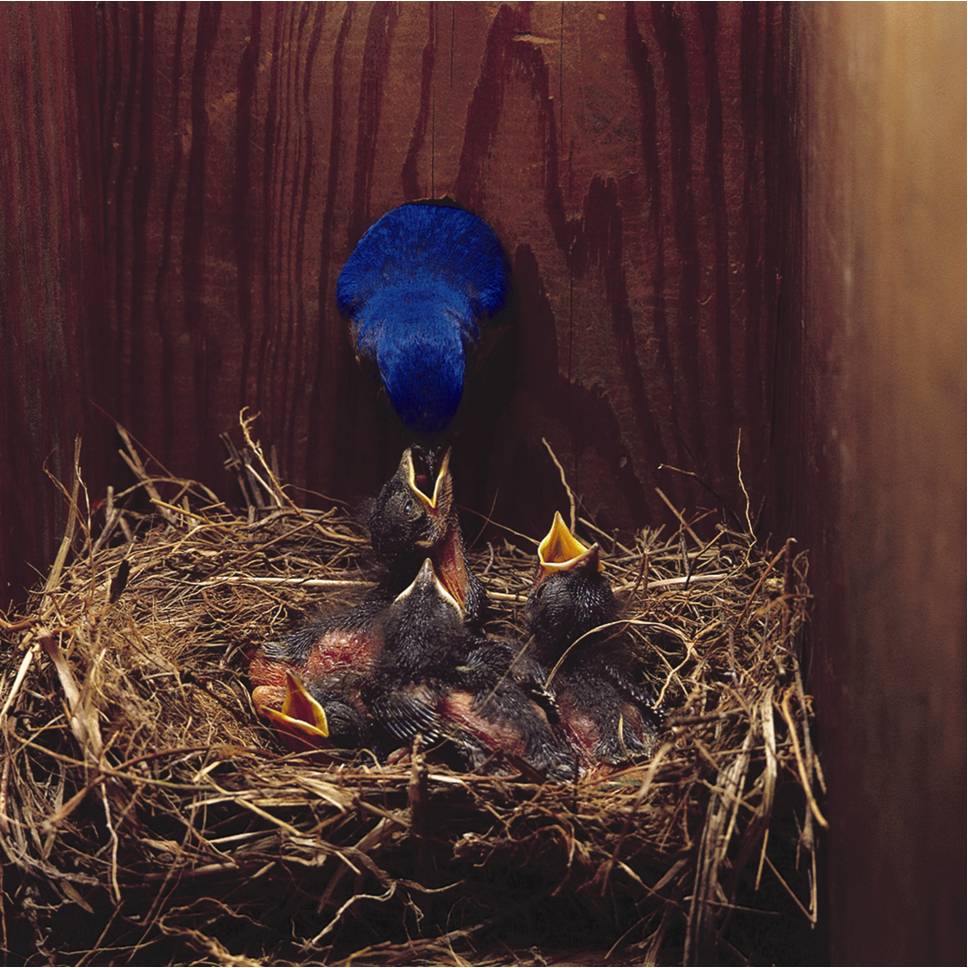 Male bluebird feeding the nestlings.